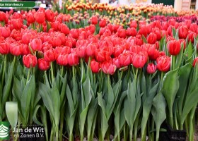 Tulipa Asian Beauty ® (1)